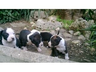 Cuccioli Amstaff zona Casamassima Conversano Mola Monopoli Castellana Bari