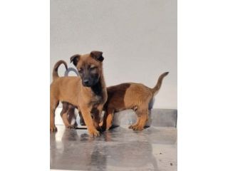 Pastore Belga Malinois cuccioli con pedigree da Allevamento in Puglia Foggia