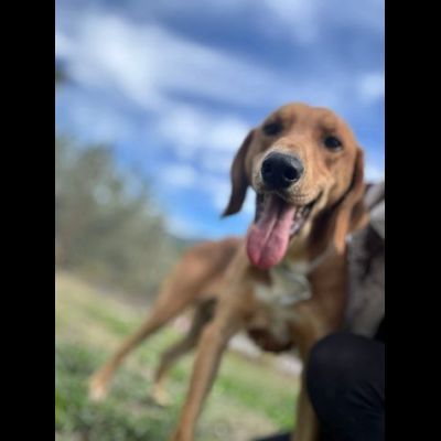 DIAMANTE SOCIEVOLE DELICATO CANE IN ADOZIONE TG CONTENUTA - Foto 3