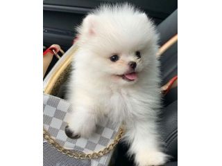 VOLPINO SPITZ di POMERANIA CUCCIOLI BIANCHI italiani