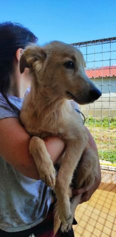 CUCCIOLO IN ADOZIONE: CECCO - Foto 2
