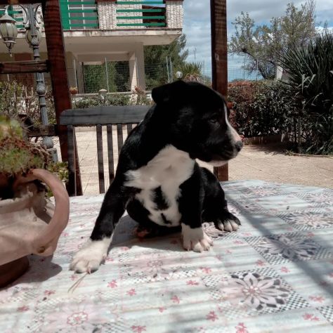 Cuccioli Amstaff Bari Lecce Taranto Brindisi Foggia Puglia con pedigree - Foto 8