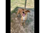 DOROTY ALLEGRA E SOCIEVOLE CAGNOLINA IN ADOZIONE