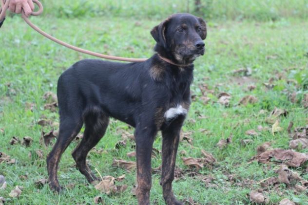 TARTUFO, cucciolotto che adora il contatto umano - Foto 2