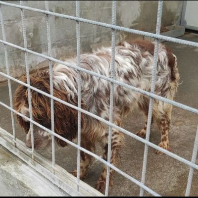 FRODO dolce e rassegnato, cagnolino in adozione, taglia medio piccola. - Foto 2