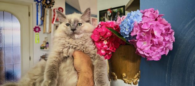 Ragdoll cuccioli