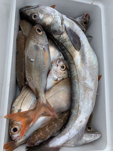 uscite di pesca in barca - charter di pesca liguria - Foto 3