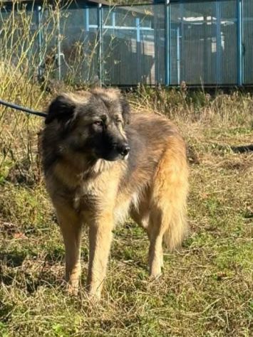LUPO SPLENDIDO PT, CANE IN ADOZIONE - Foto 2