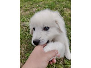 Punch: cucciolo ipovedente taglia grande