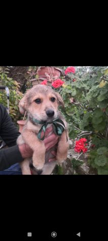 Regalo meravigliosi cuccioli incrocio labrador 2mesi
