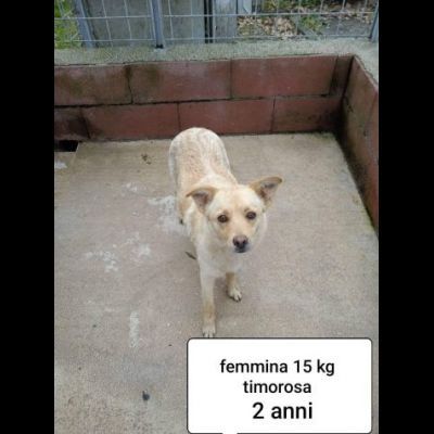CANI IN ADOZIONE URGE AIUTARLI - Foto 4
