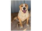 Meraviglioso Amstaff 5anni da anni senza richieste PUGLIA SOS