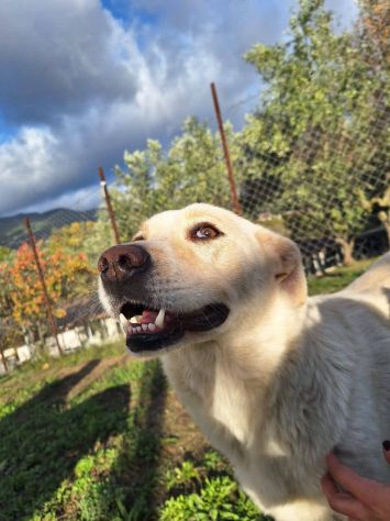 CORBINA MAGNIFICO CARATTERE CANE IN ADOZIONE - Foto 4
