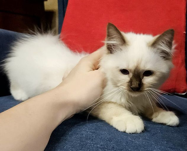 Gatto sacro di Birmania