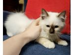 Gatto sacro di Birmania