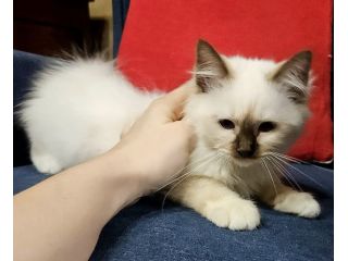 Gatto sacro di Birmania