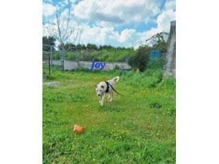 Sono Joy , mi trovo in canile e qui nessuno arriva a portarmi via......