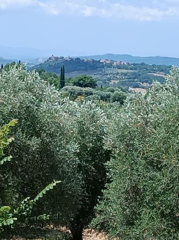 Olivi secolari nelle colline Toscane - Foto 3