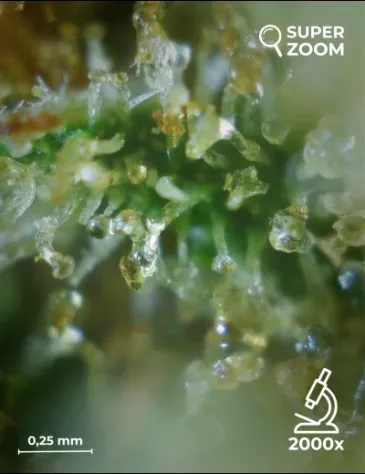 Bubblegum OG - Foto 5