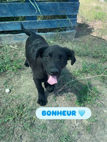 CHANCE E BONHEURE CUCCIOLI IN ADOZIONE