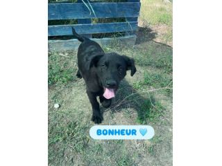 CHANCE E BONHEURE CUCCIOLI IN ADOZIONE
