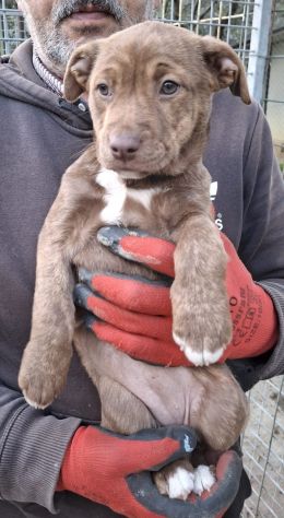 CUCCIOLA PITBULL MOKA 2 MESI IN CANILE - Foto 5