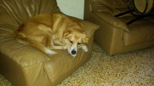 RUDY, dolce cagnolino - Foto 4