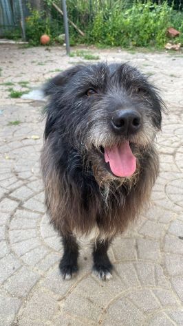 Barbetto spinone cerca famiglia - Foto 3