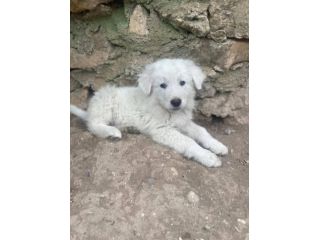Beppe cucciolo