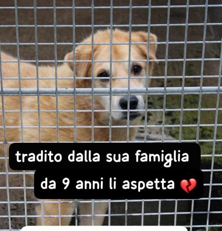 BINGO 12 ANNI 30 KG IN CANILE DA 9 ANNI - Foto 2