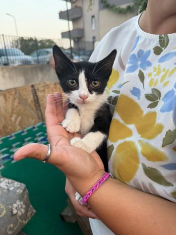 KYLE - gattina di 3 mesi - Foto 3
