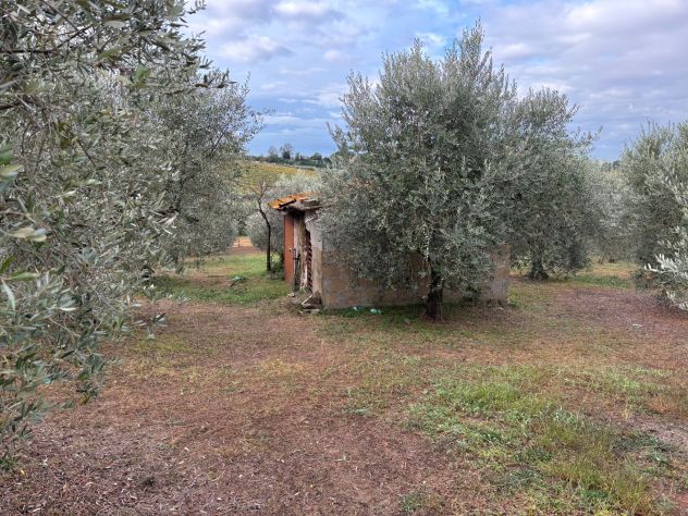 TERRENO AGRICOLO CON ULIVI E RUSTICO - Foto 2