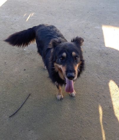 INCROCIO PASTORE TEDESCO IN REGALO - Foto 3
