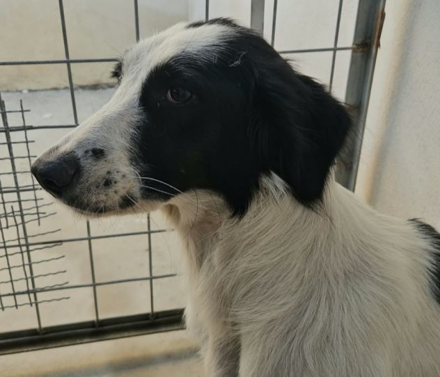 Guendalina: 2 anni taglia contenuta, socievole - Foto 10