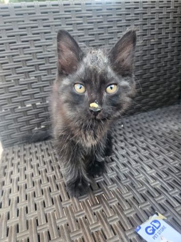 Matcha: cucciola 3 mesi