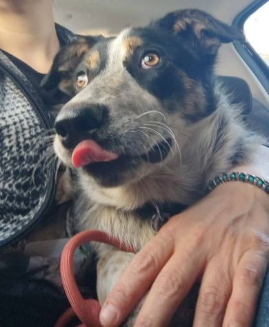 Sono Kiki, sono socievole e dolce,mi porti nella tua famiglia per sempre? - Foto 3