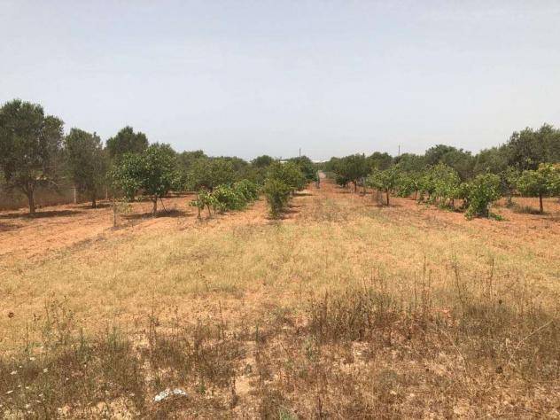 V1690 - In vendita a Marsala terreno agricolo - Foto 4