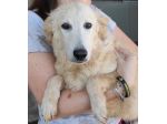 CUCCIOLO IN ADOZIONE: DUCCIO
