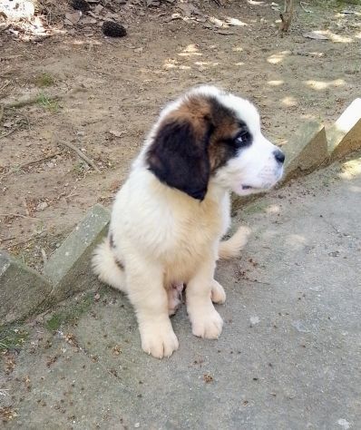 Cuccioli di san Bernardo - Foto 2
