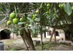 RUSTICO di 10 vani e di 750 mq (SANTA LUCIA DI PIAVE) rif. DT03