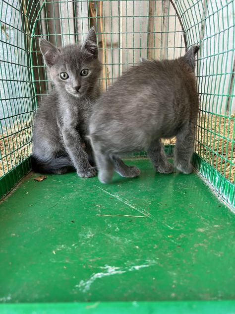Gattini Certosino - Foto 4