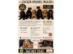 Cocker spaniel inglesi