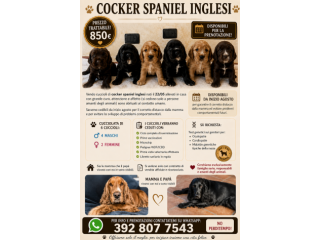 Cocker spaniel inglesi