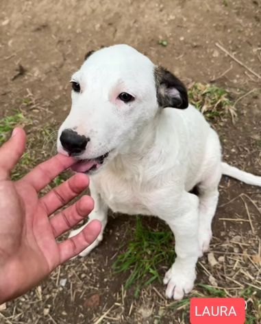 Cucciole in adozione - Foto 5