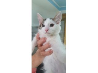 Prinpice, gatto delizioso