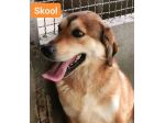 SKOOL SOCIEVOLE E TENERO CAGNOLINO IN ADOZIONE MERITA UNA VITA