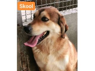 SKOOL SOCIEVOLE E TENERO CAGNOLINO IN ADOZIONE MERITA UNA VITA