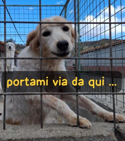 FIFFY 10 ANNI SIMIL BRETON taglia media