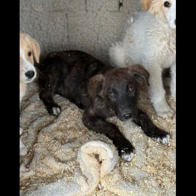 TIGROTTO ADORABILE CUCCIOLO IN ADOZIONE - Foto 7