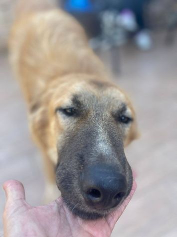 Tonino cucciolo - Foto 3